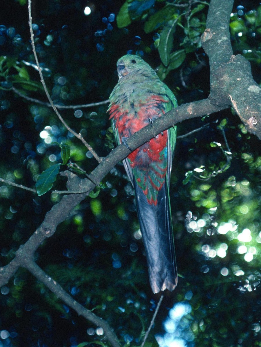 Australian King-Parrot - Lorenzo Vinciguerra