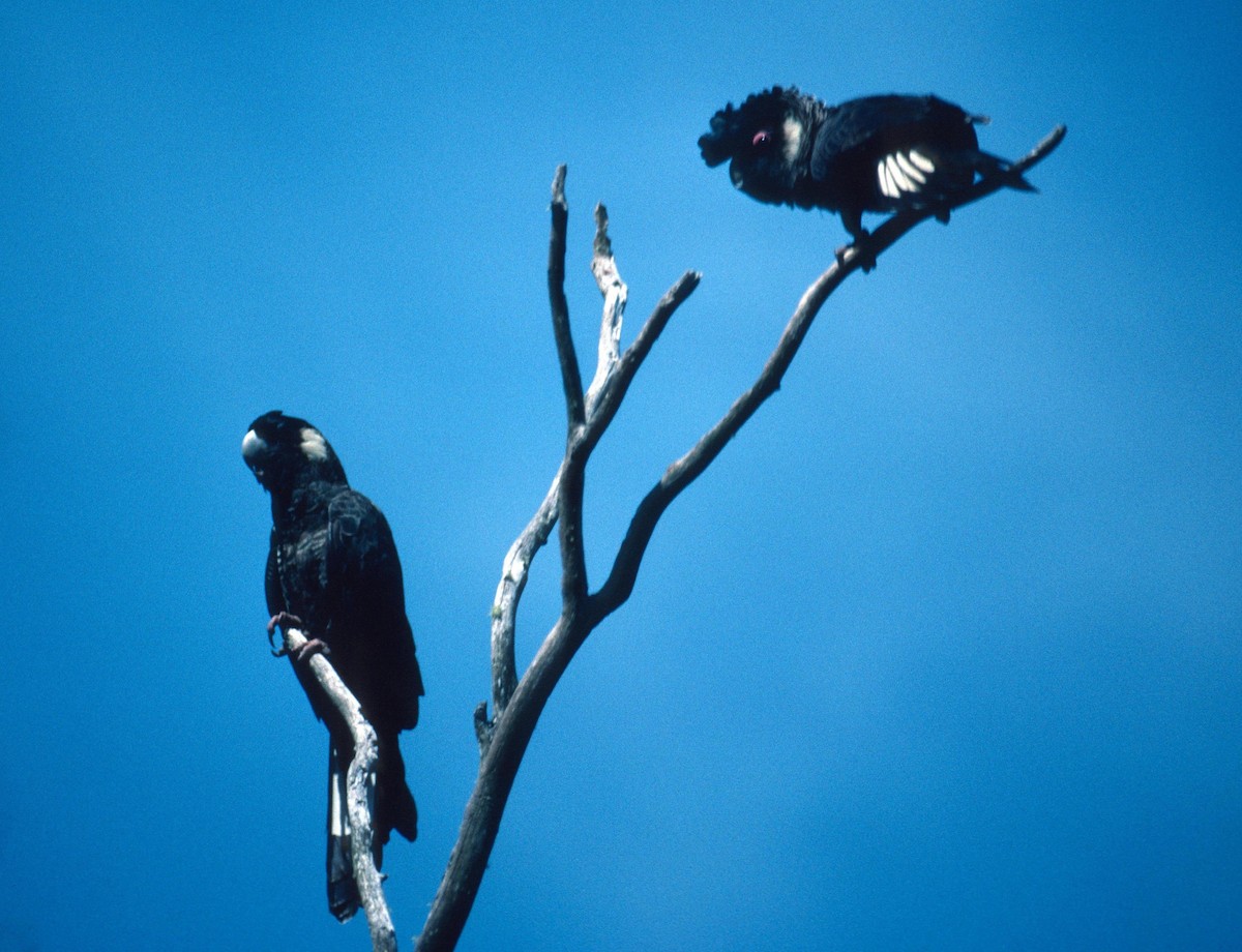 Carnaby's Black-Cockatoo - Lorenzo Vinciguerra