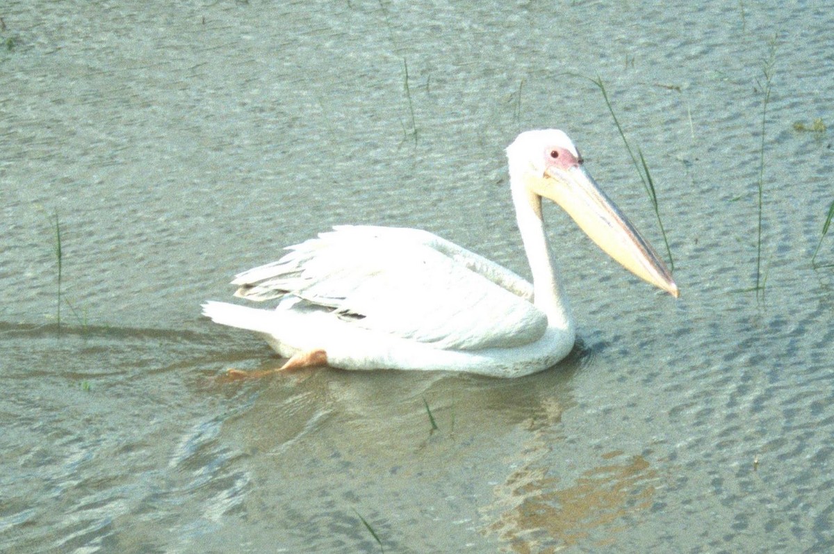 Great White Pelican - Lorenzo Vinciguerra