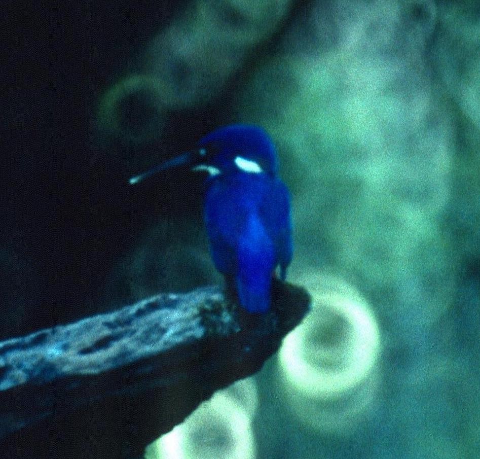 Little Kingfisher - Lorenzo Vinciguerra