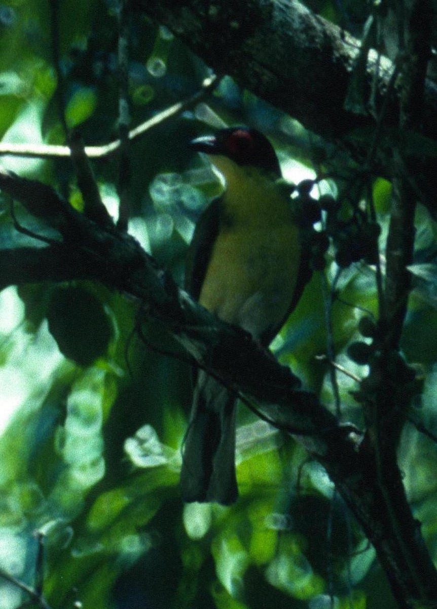 Australasian Figbird - Lorenzo Vinciguerra