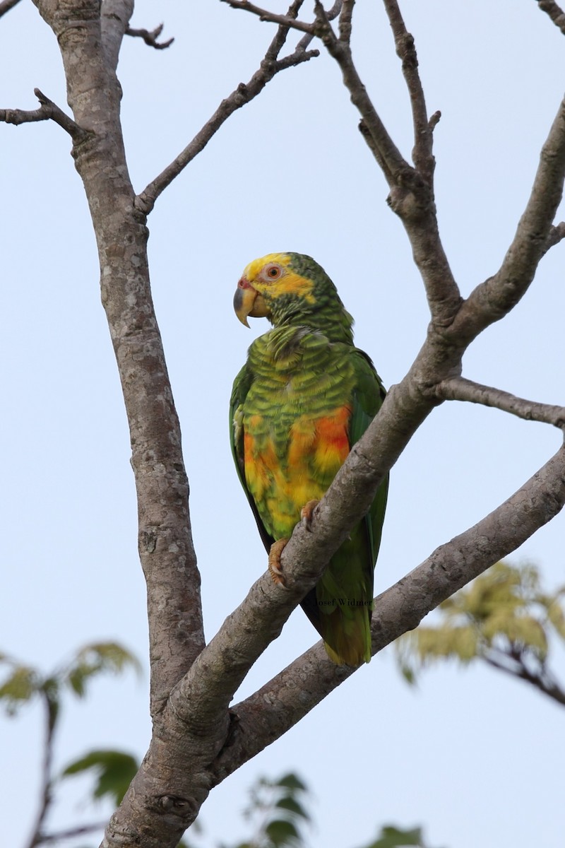 Yellow-faced Parrot - ML204229151