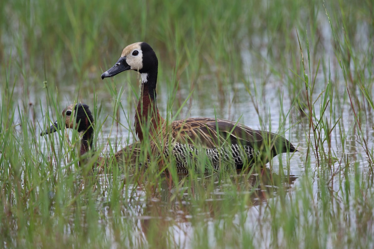White-faced Whistling-Duck - Josef Widmer