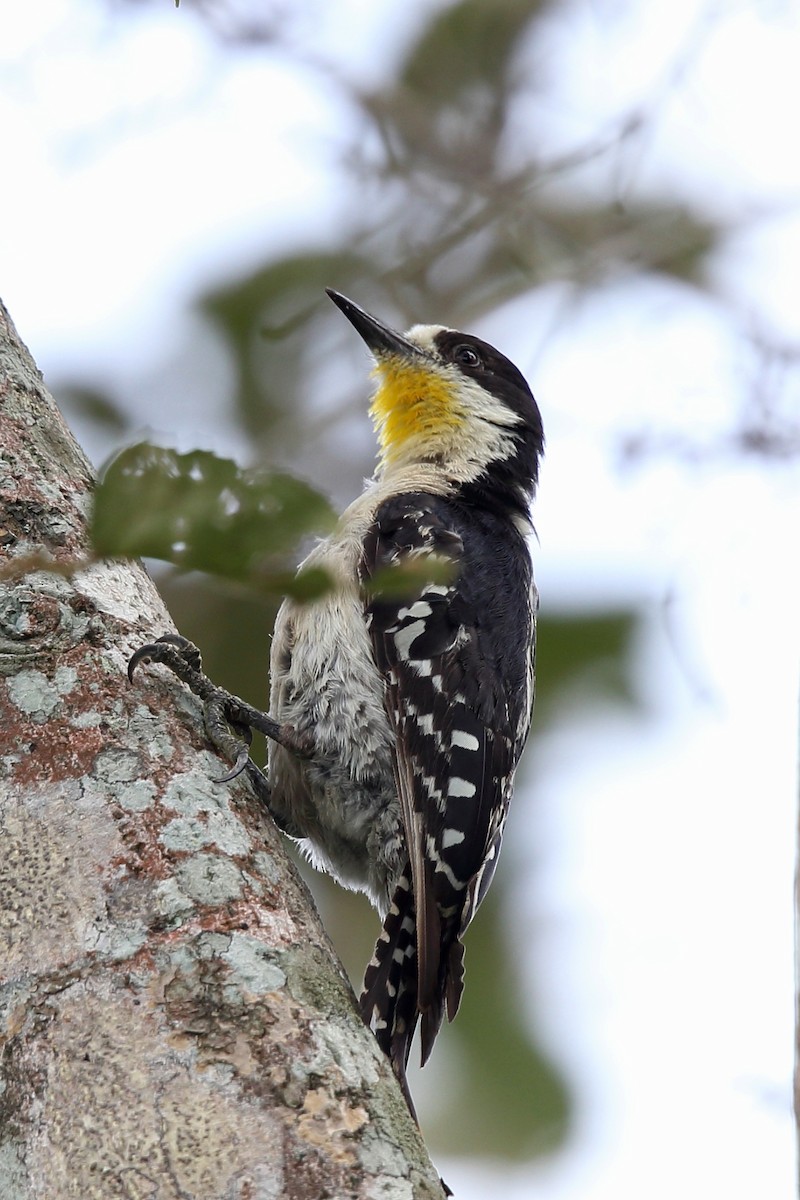 White-fronted Woodpecker - ML204229221