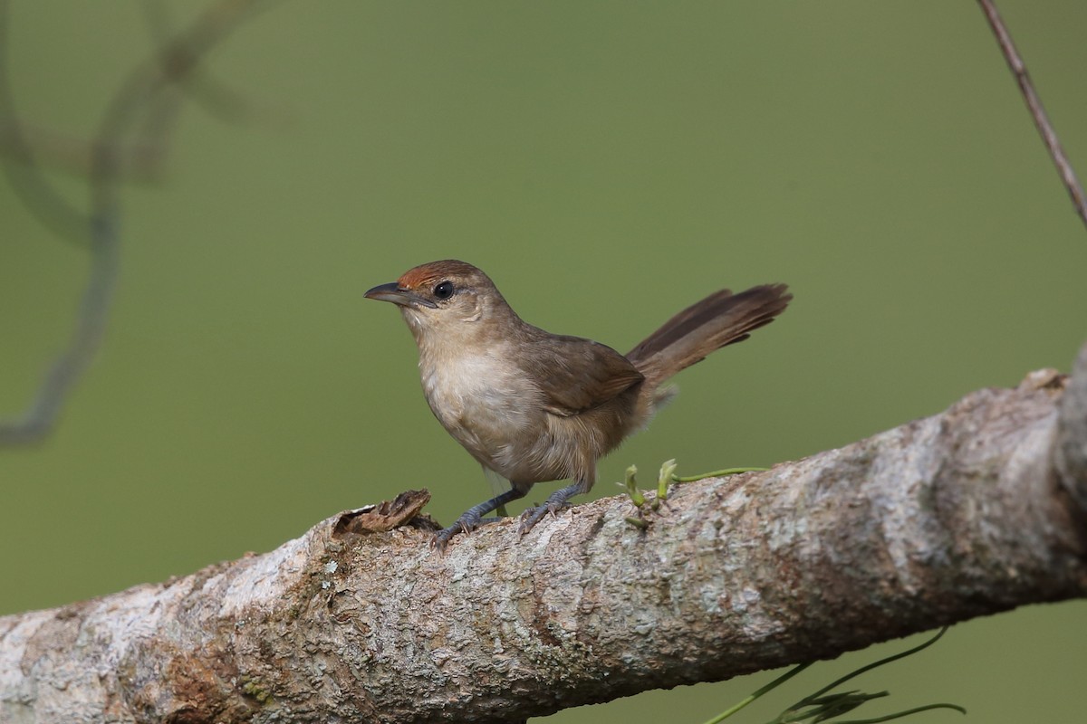 Rufous-fronted Thornbird (Rufous-fronted) - ML204229241