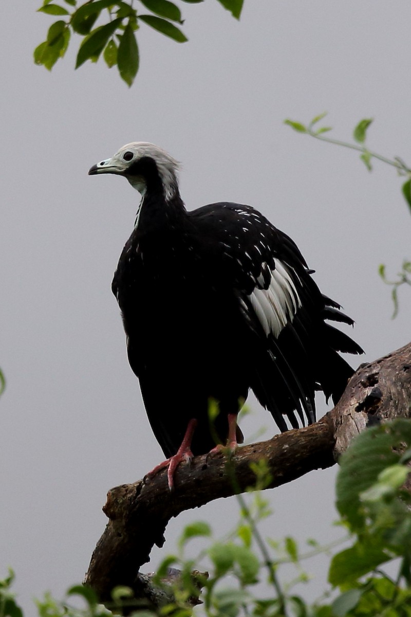 White-throated Piping-Guan - ML204229331