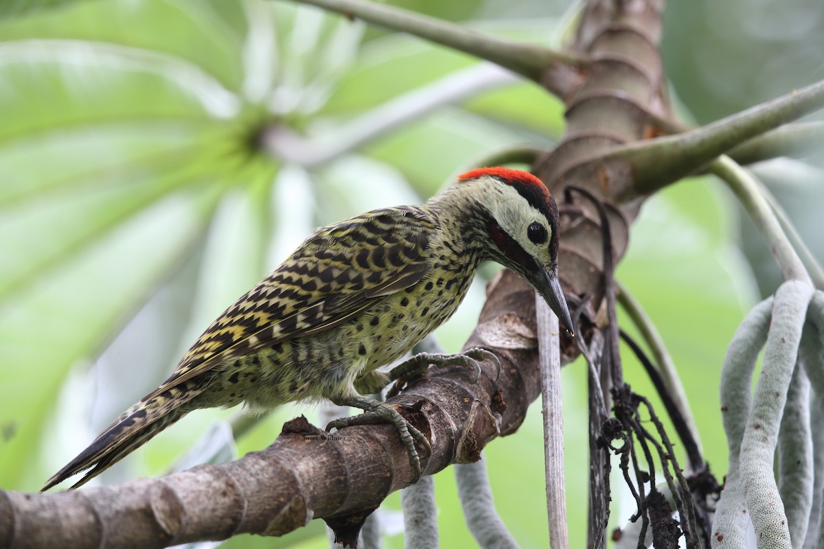 Green-barred Woodpecker (Green-barred) - ML204229371