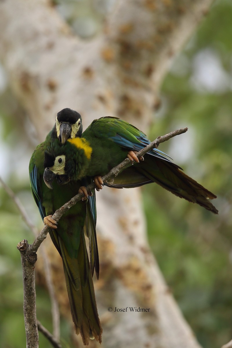 Yellow-collared Macaw - Josef Widmer