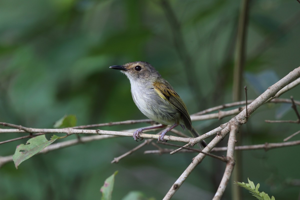 Rusty-fronted Tody-Flycatcher - ML204229611