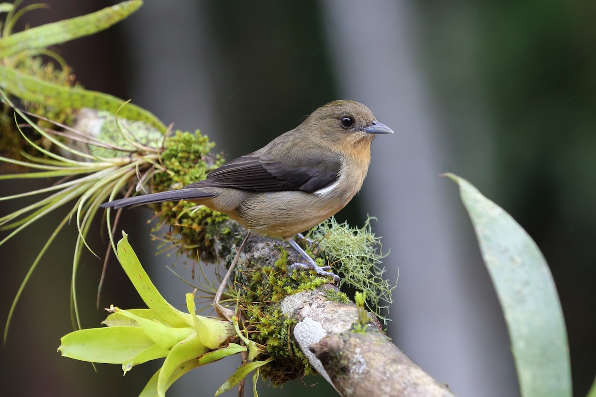 Black-goggled Tanager - ML204229681