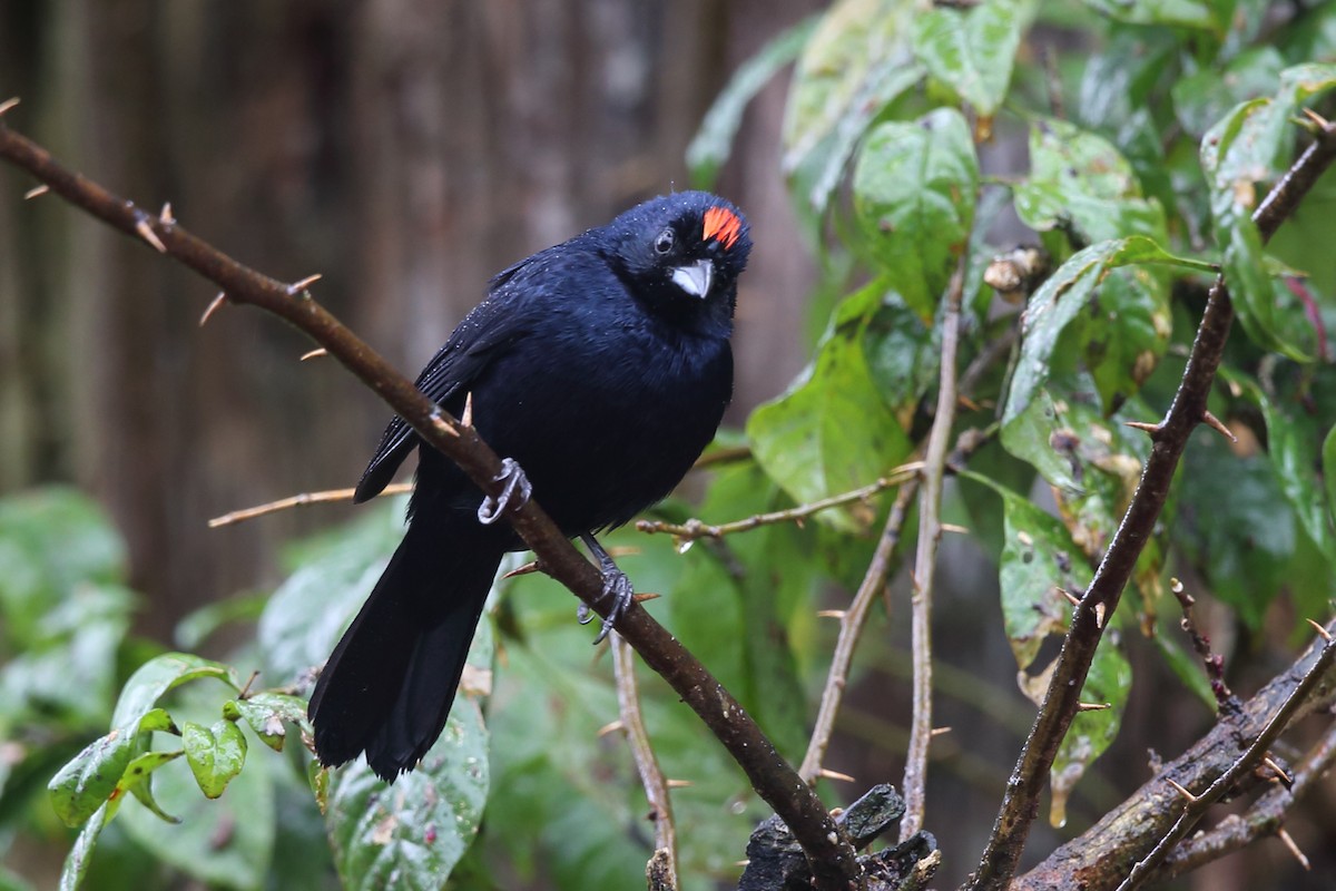 Ruby-crowned Tanager - ML204229701