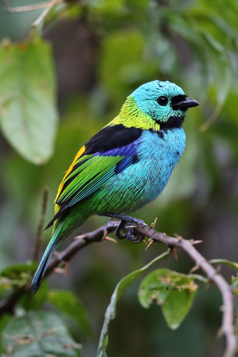 Green-headed Tanager - ML204229771