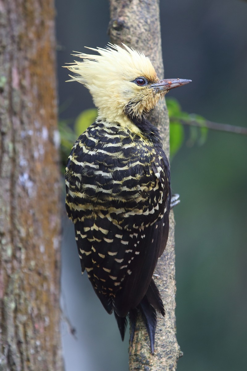 Blond-crested Woodpecker - ML204229801