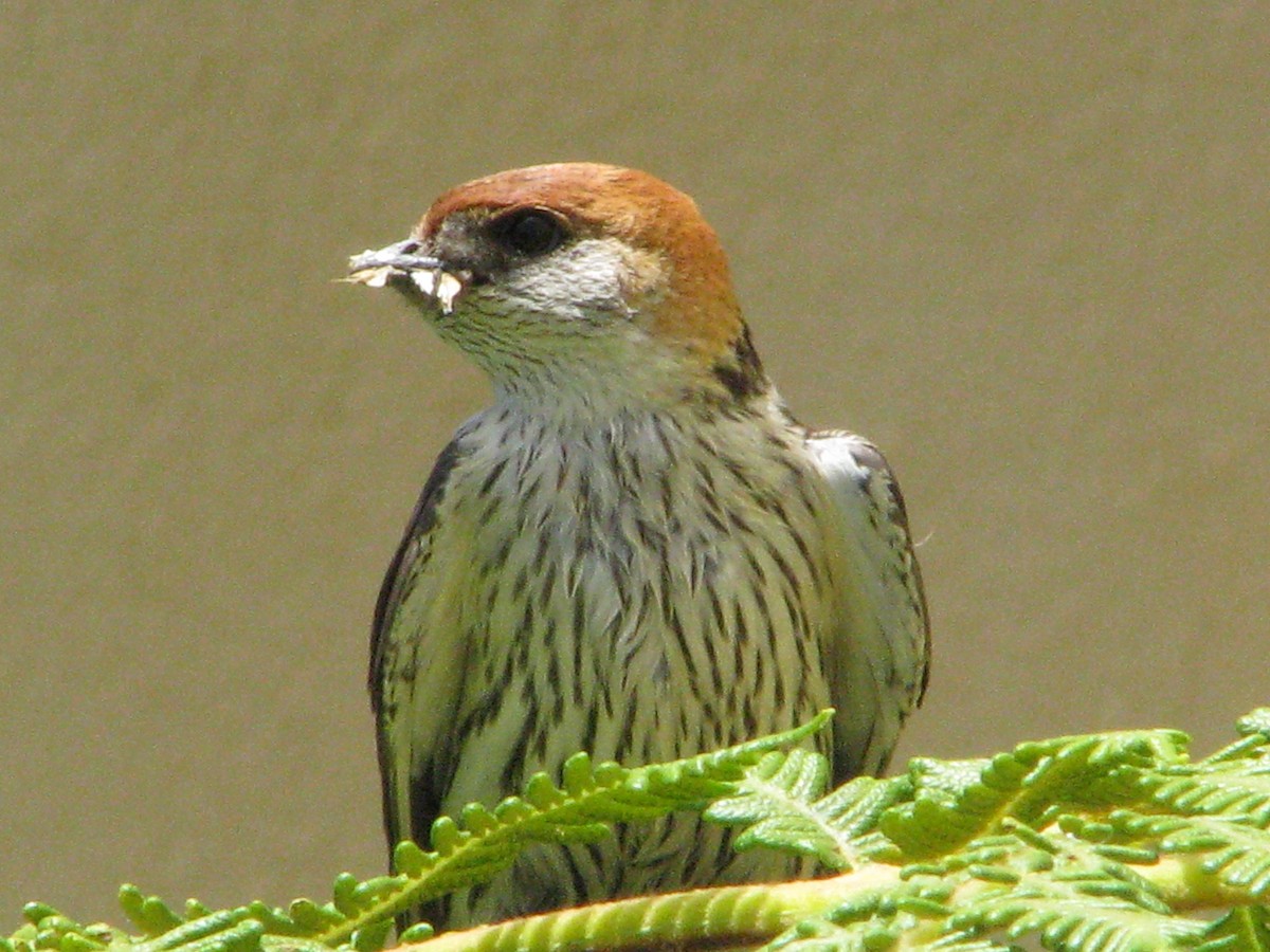 Greater Striped Swallow - ML204229861