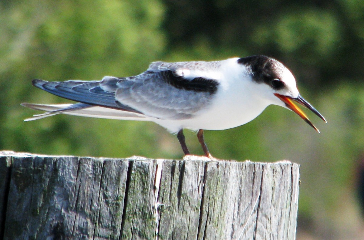 Common Tern - Conan Guard