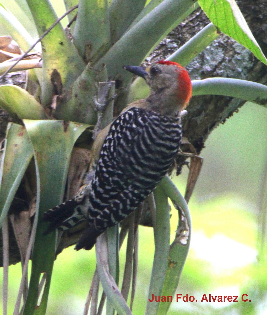 Red-crowned Woodpecker - JUAN FERNANDO ALVAREZ CASTRO