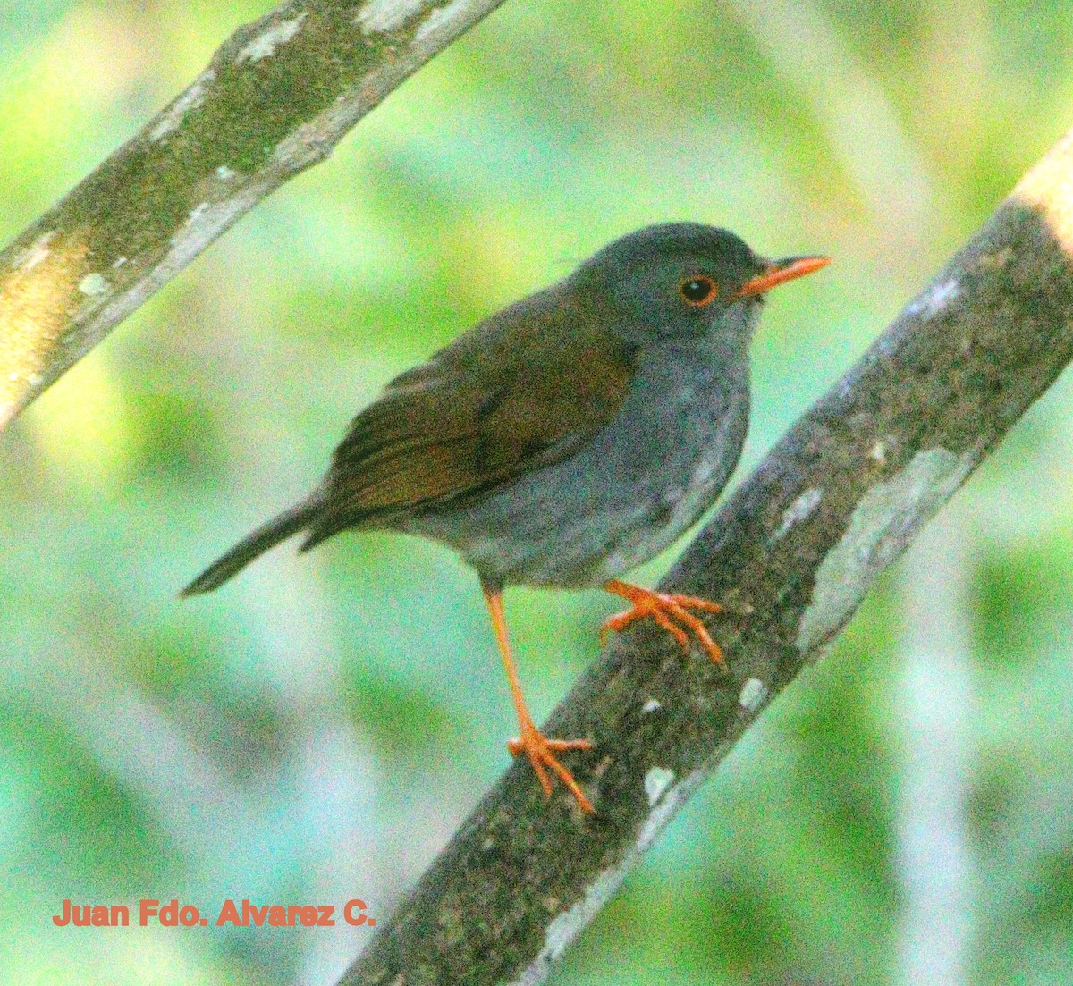 Orange-billed Nightingale-Thrush (Brown-headed) - JUAN FERNANDO ALVAREZ CASTRO