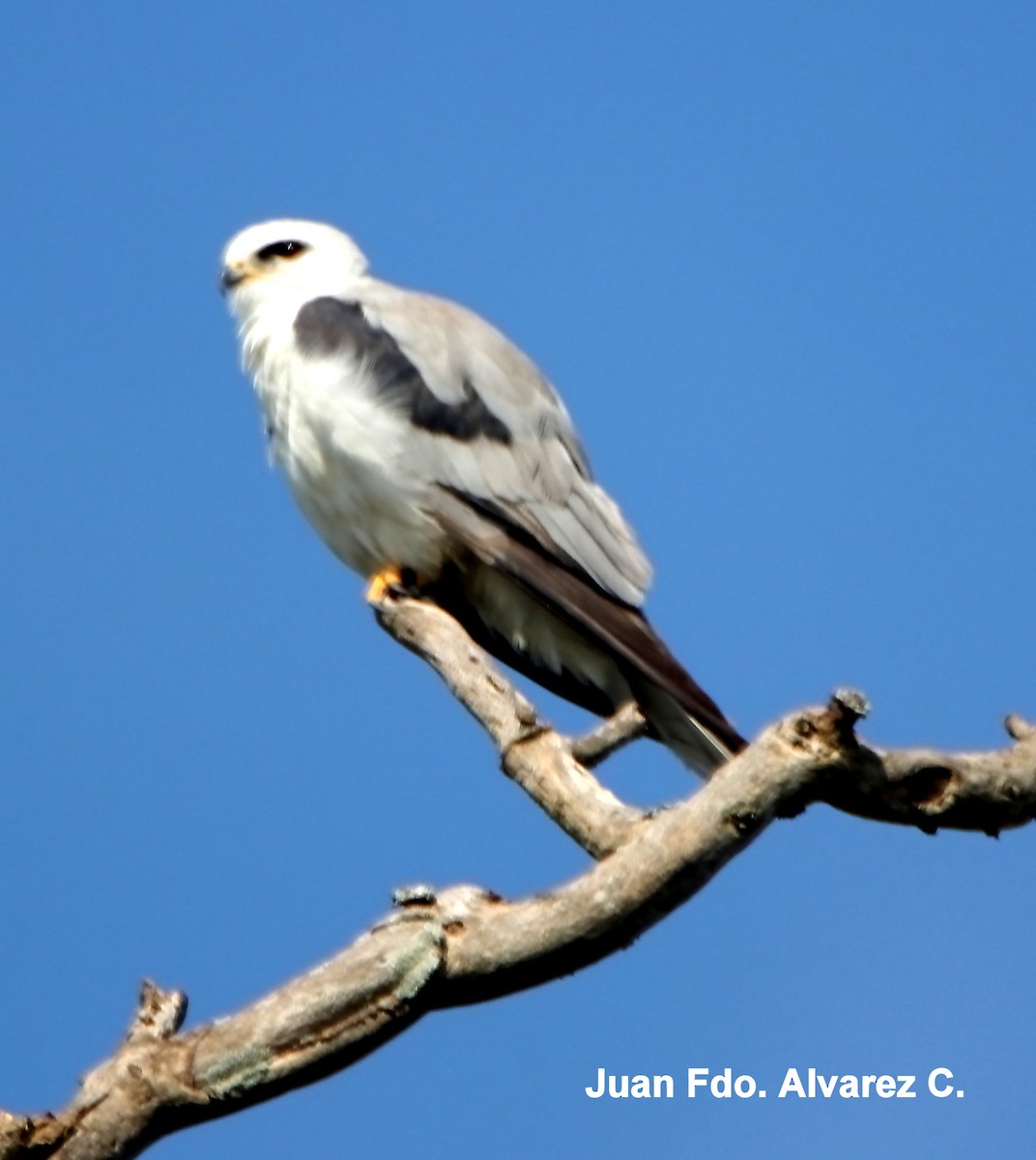 White-tailed Kite - JUAN FERNANDO ALVAREZ CASTRO