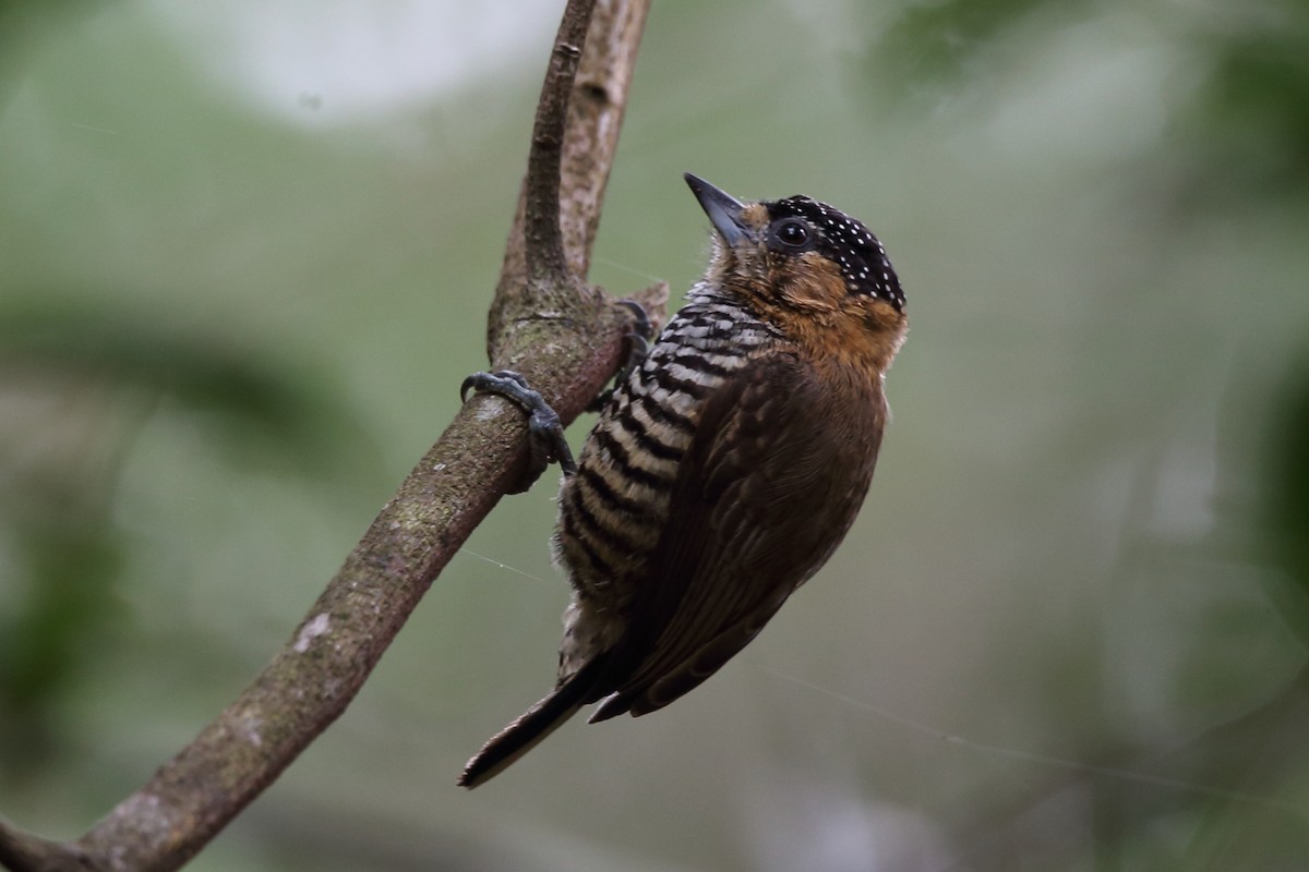 Ochre-collared Piculet - ML204231751
