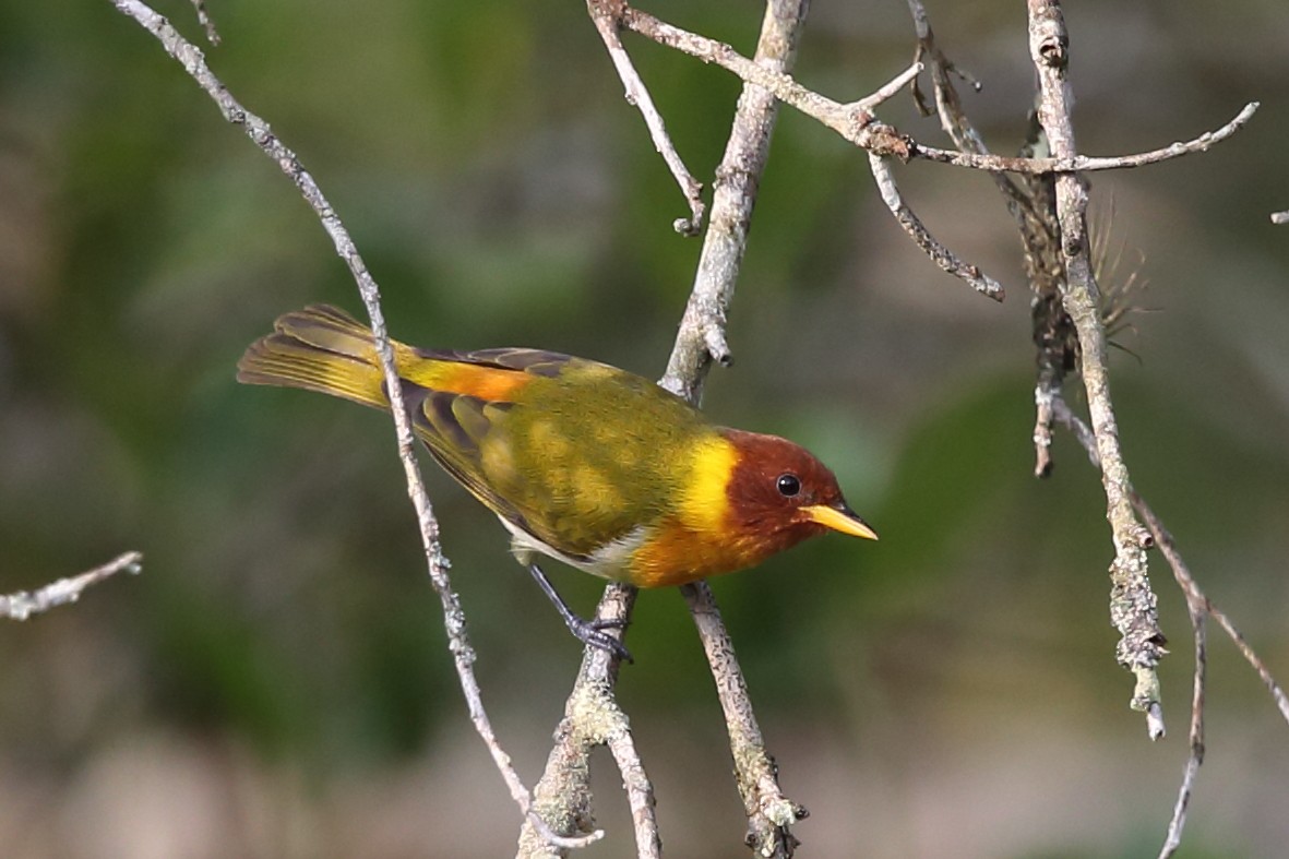 Rufous-headed Tanager - ML204231861