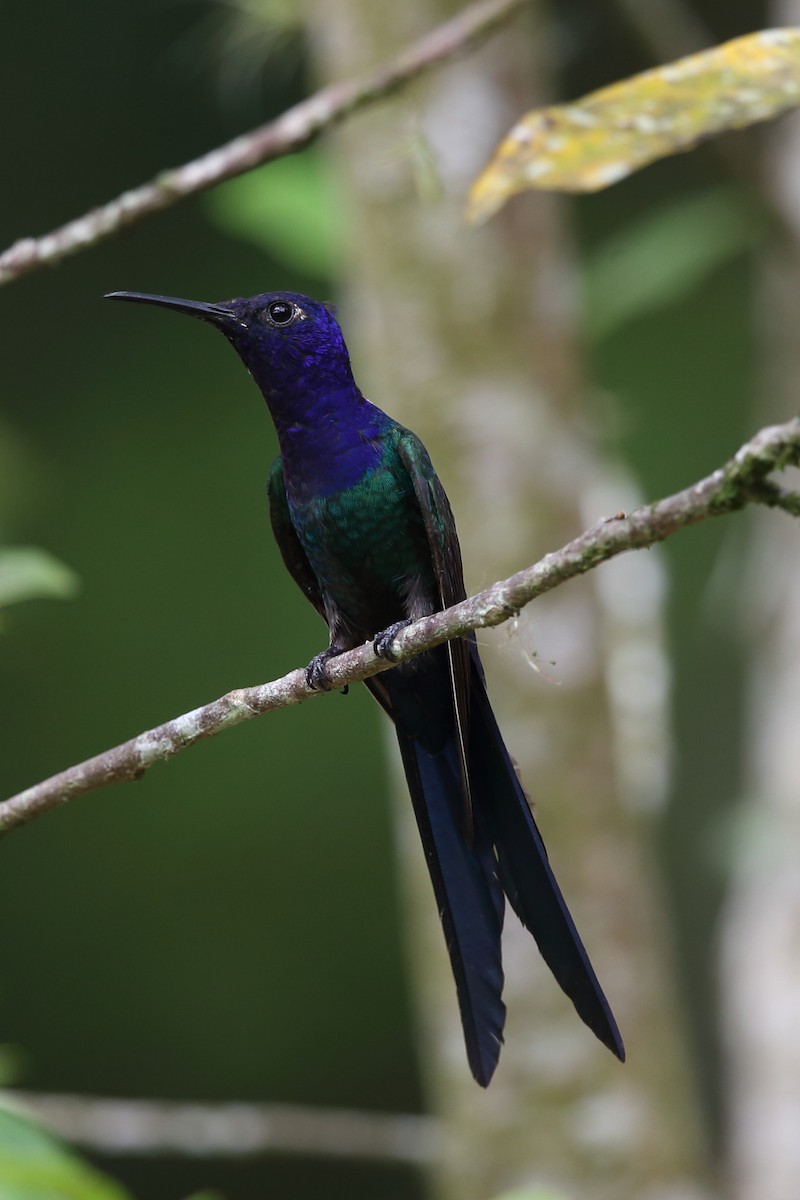 Swallow-tailed Hummingbird - Josef Widmer