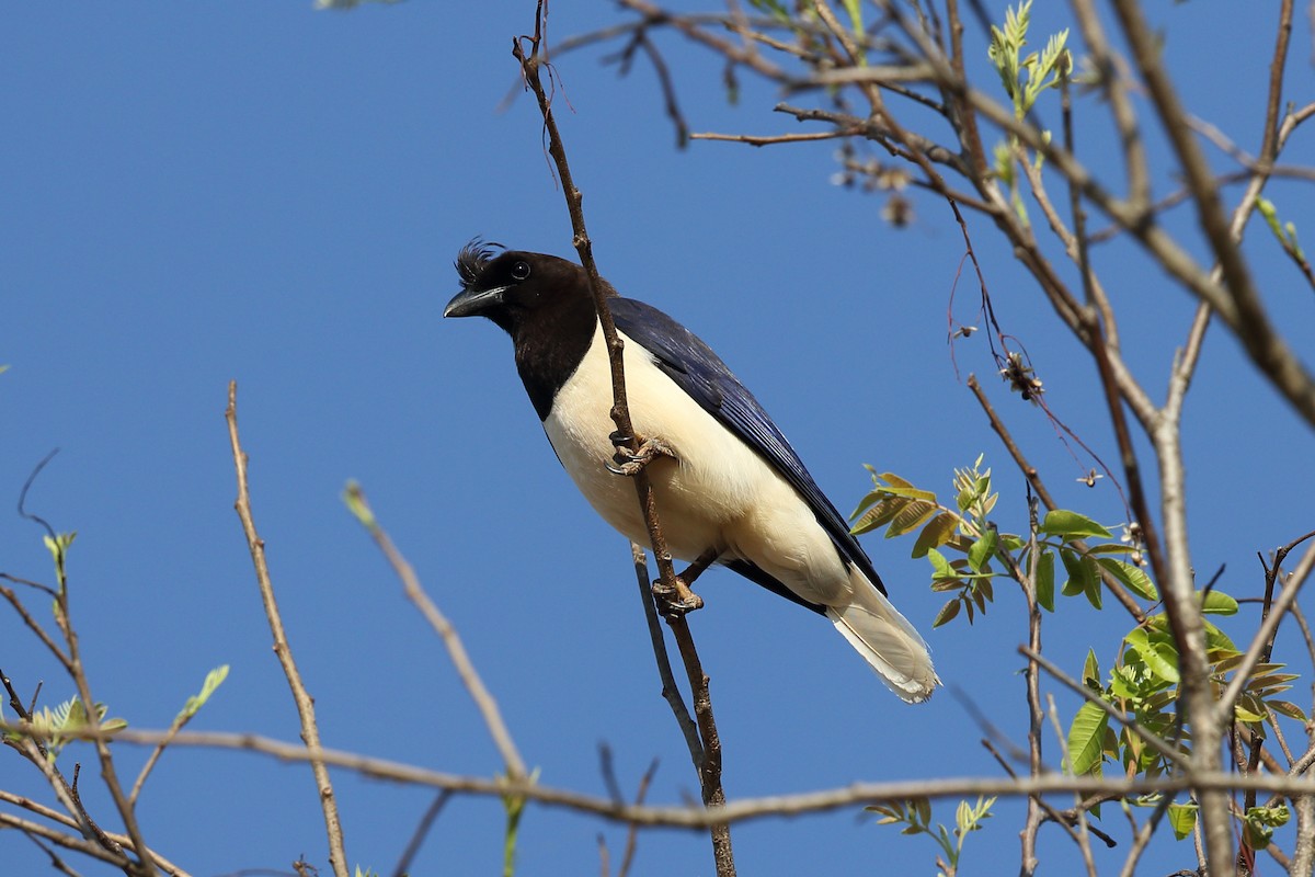 Curl-crested Jay - ML204231941