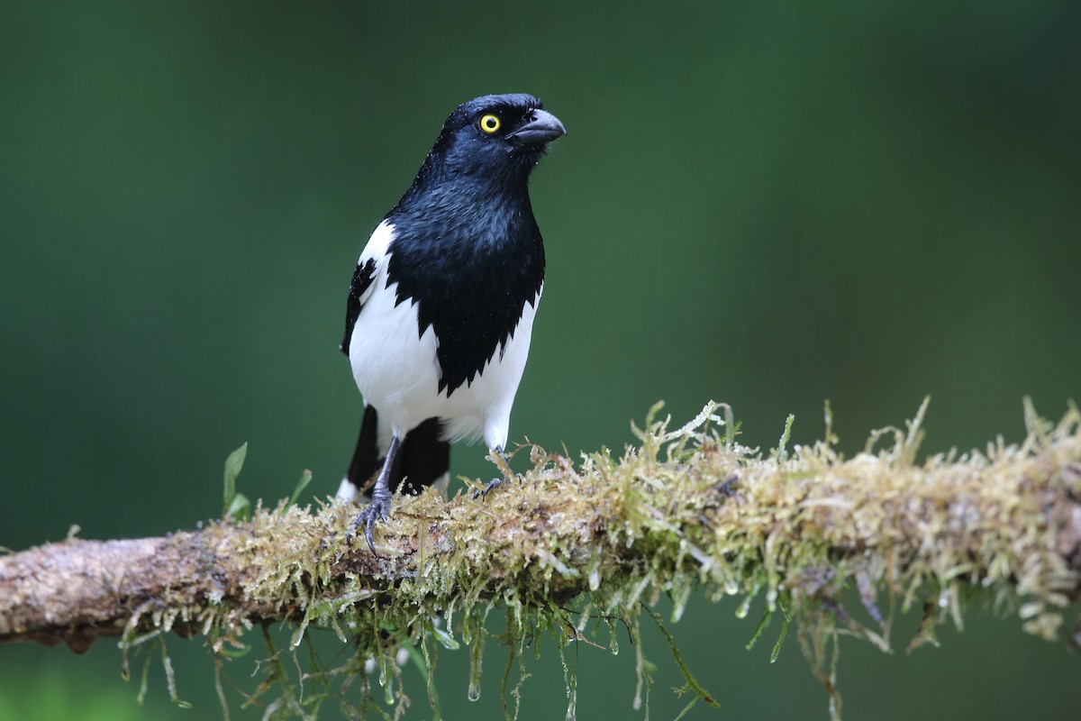 Magpie Tanager - ML204232081