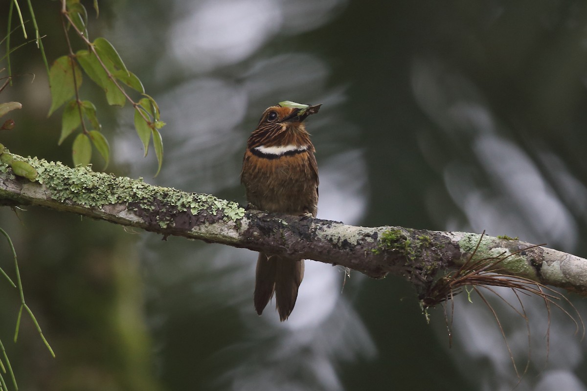 Crescent-chested Puffbird (Greater) - ML204232091