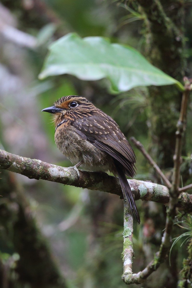 Crescent-chested Puffbird (Greater) - ML204232101
