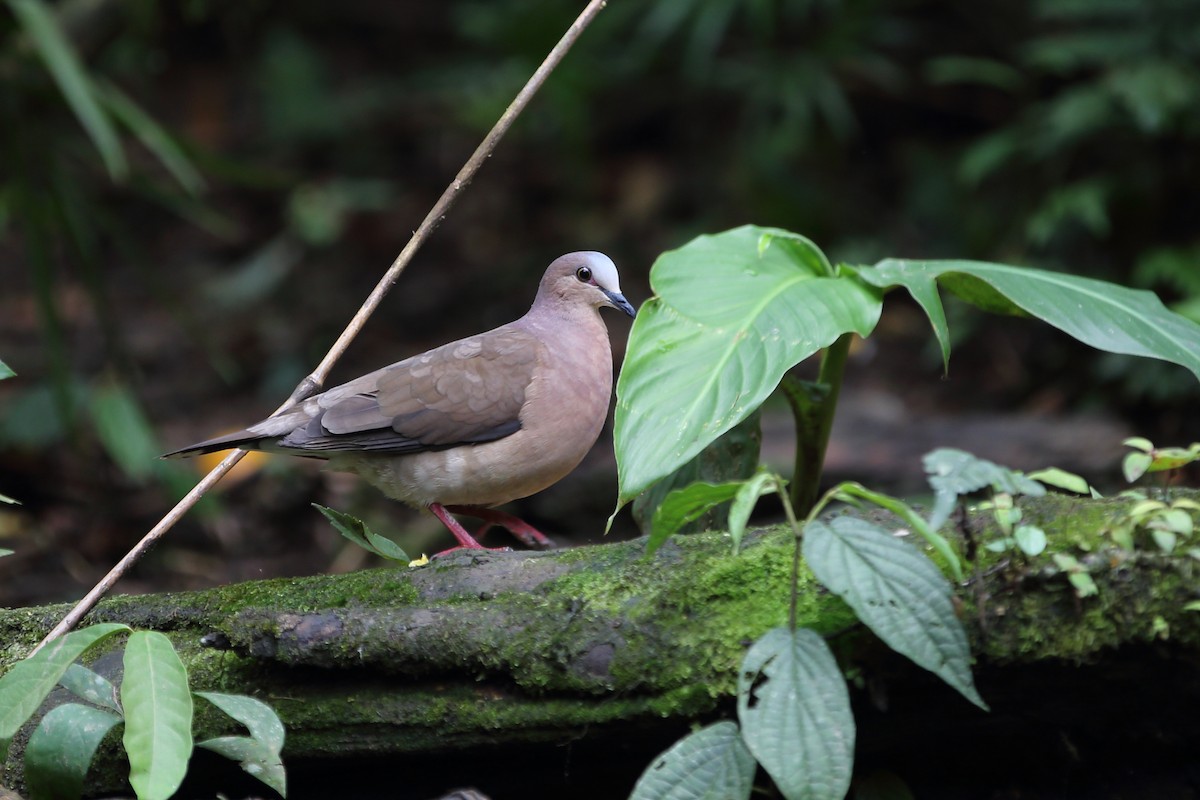 Gray-fronted Dove - Josef Widmer
