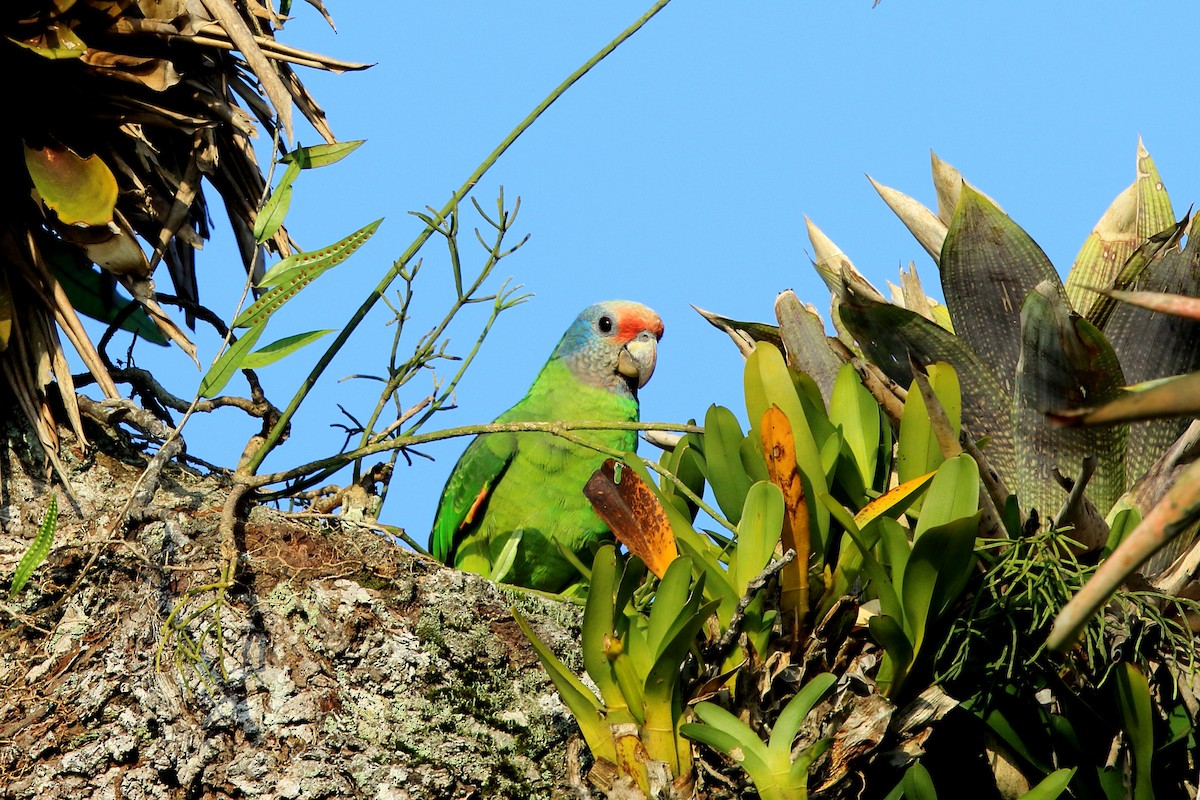 Red-tailed Parrot - ML204232261