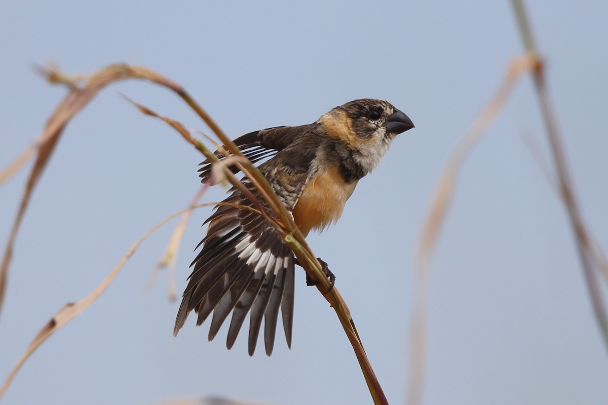 Rusty-collared Seedeater - ML204232431