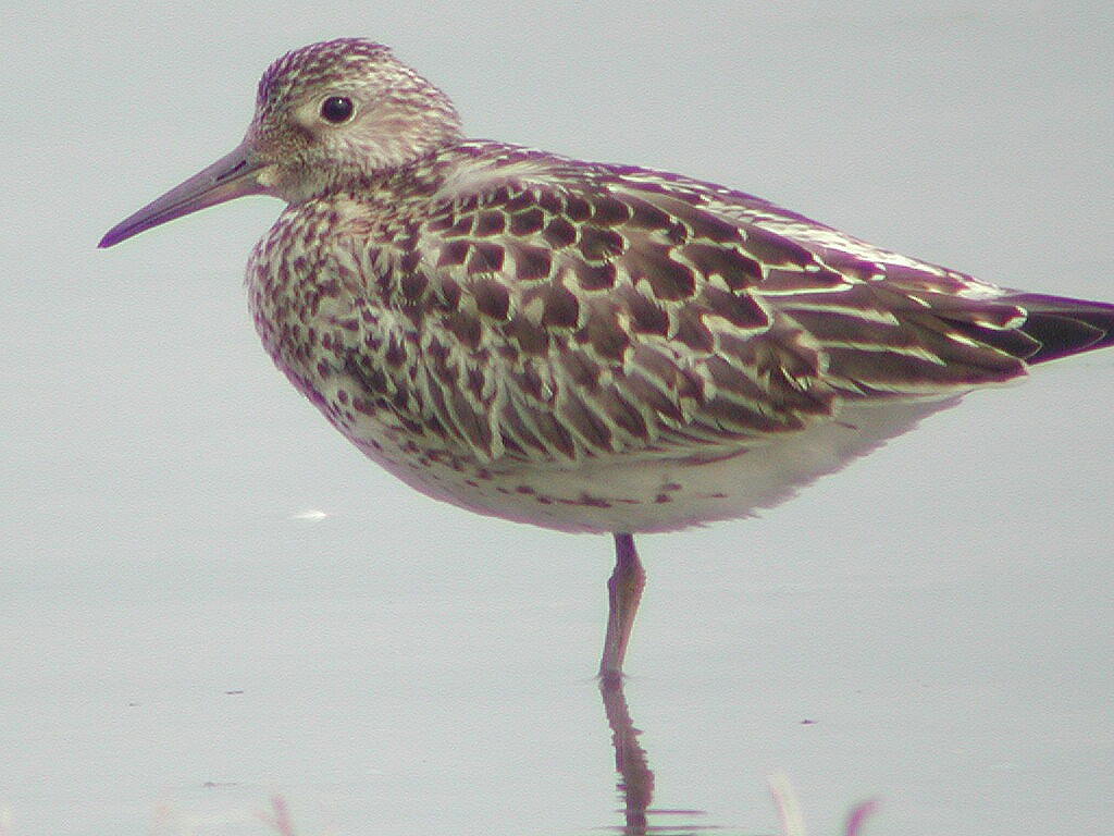 Great Knot - ML204232541