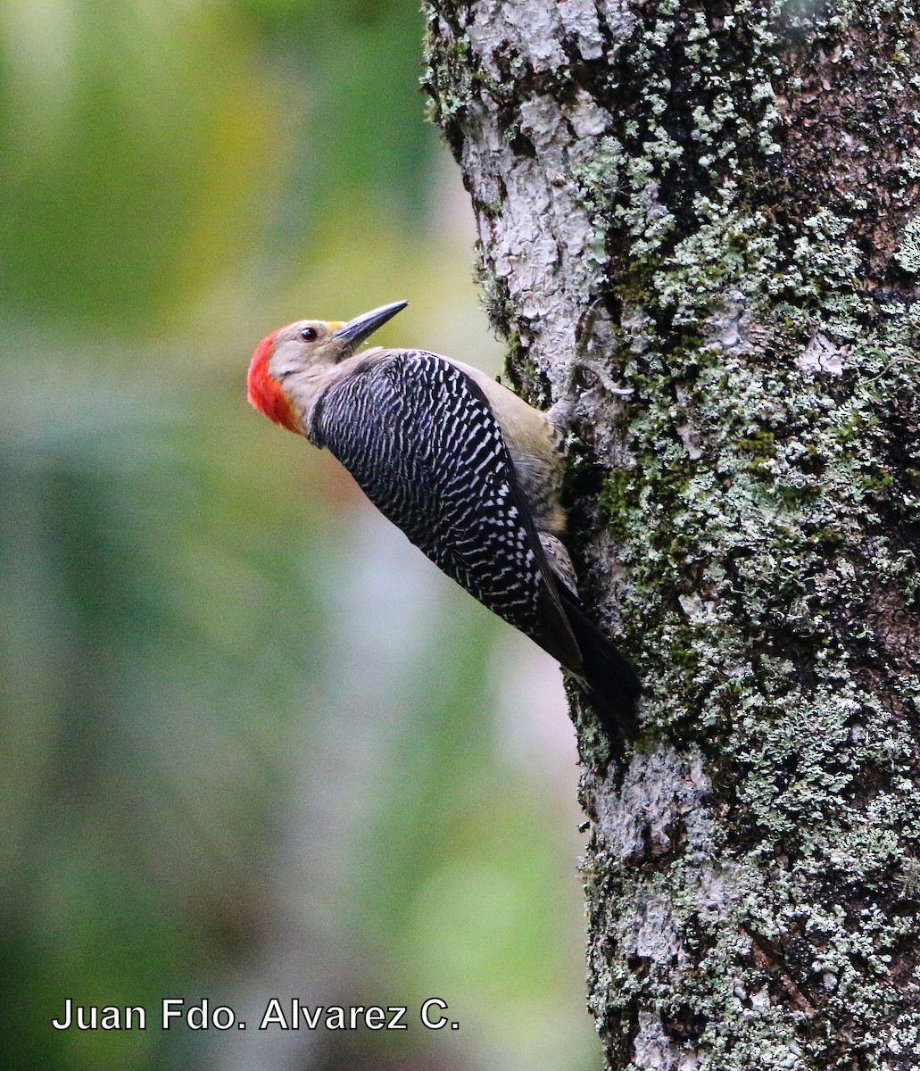 Golden-fronted Woodpecker (Velasquez's) - JUAN FERNANDO ALVAREZ CASTRO