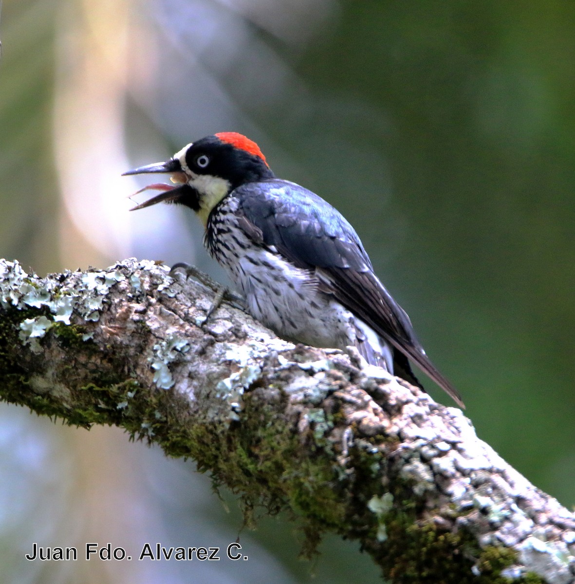 Acorn Woodpecker (Acorn) - JUAN FERNANDO ALVAREZ CASTRO