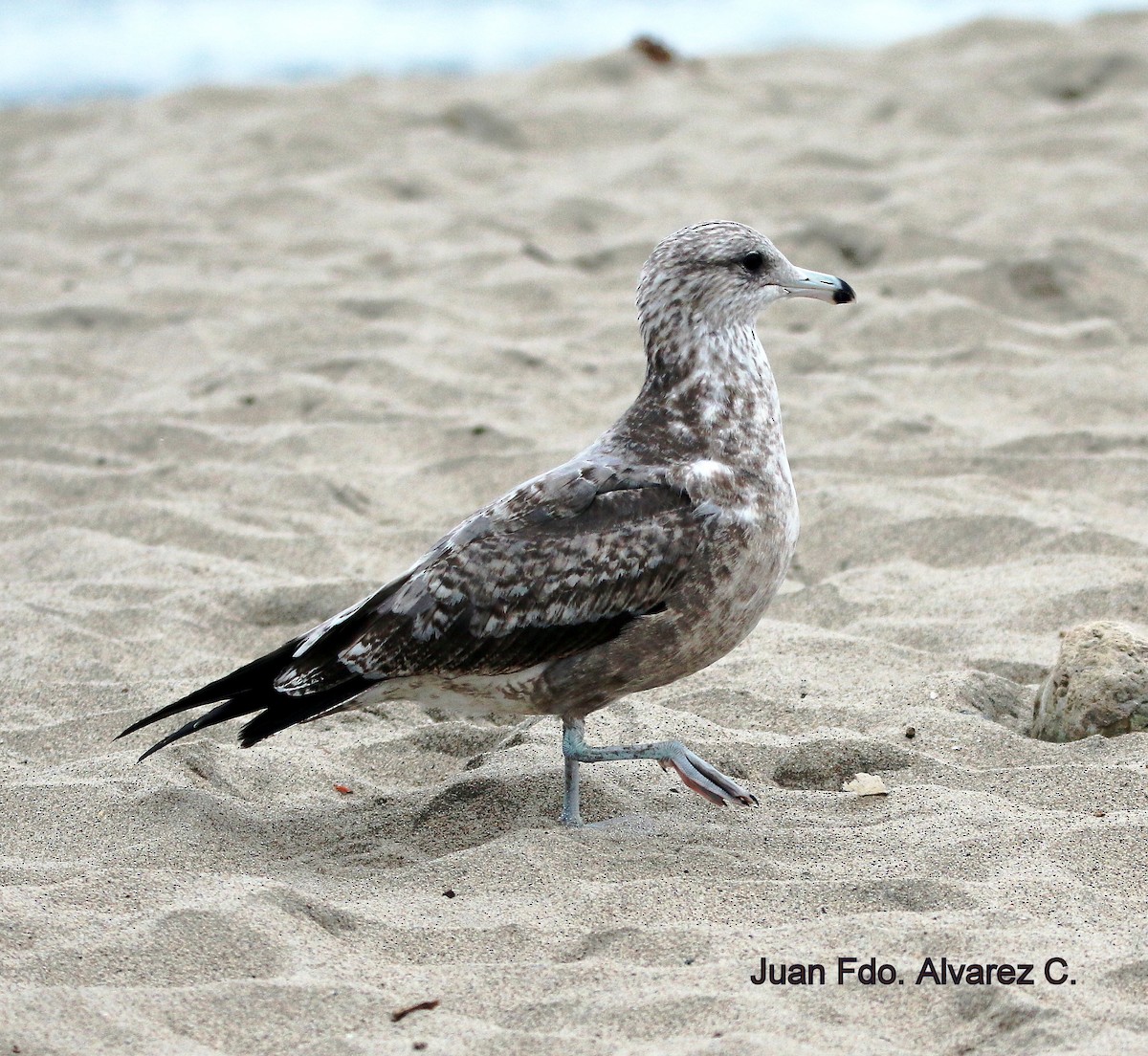 California Gull (californicus) - JUAN FERNANDO ALVAREZ CASTRO