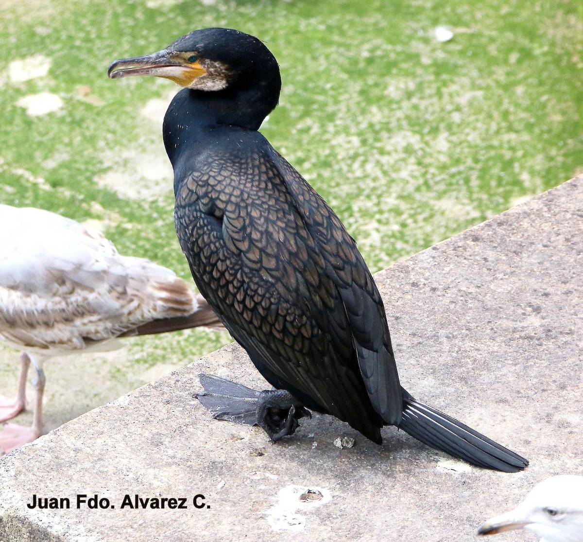 Great Cormorant (North Atlantic) - JUAN FERNANDO ALVAREZ CASTRO