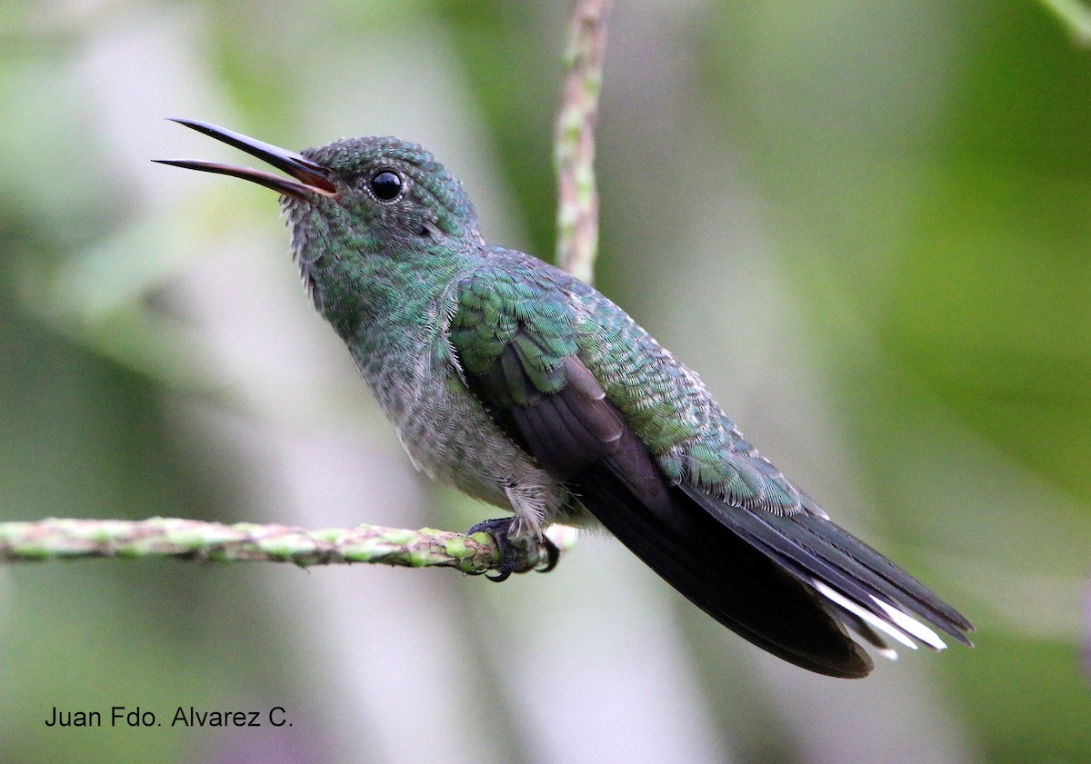 Scaly-breasted Hummingbird (Cuvier's) - JUAN FERNANDO ALVAREZ CASTRO