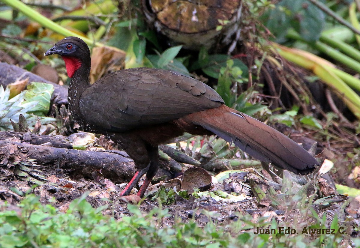 Crested Guan - ML204233421