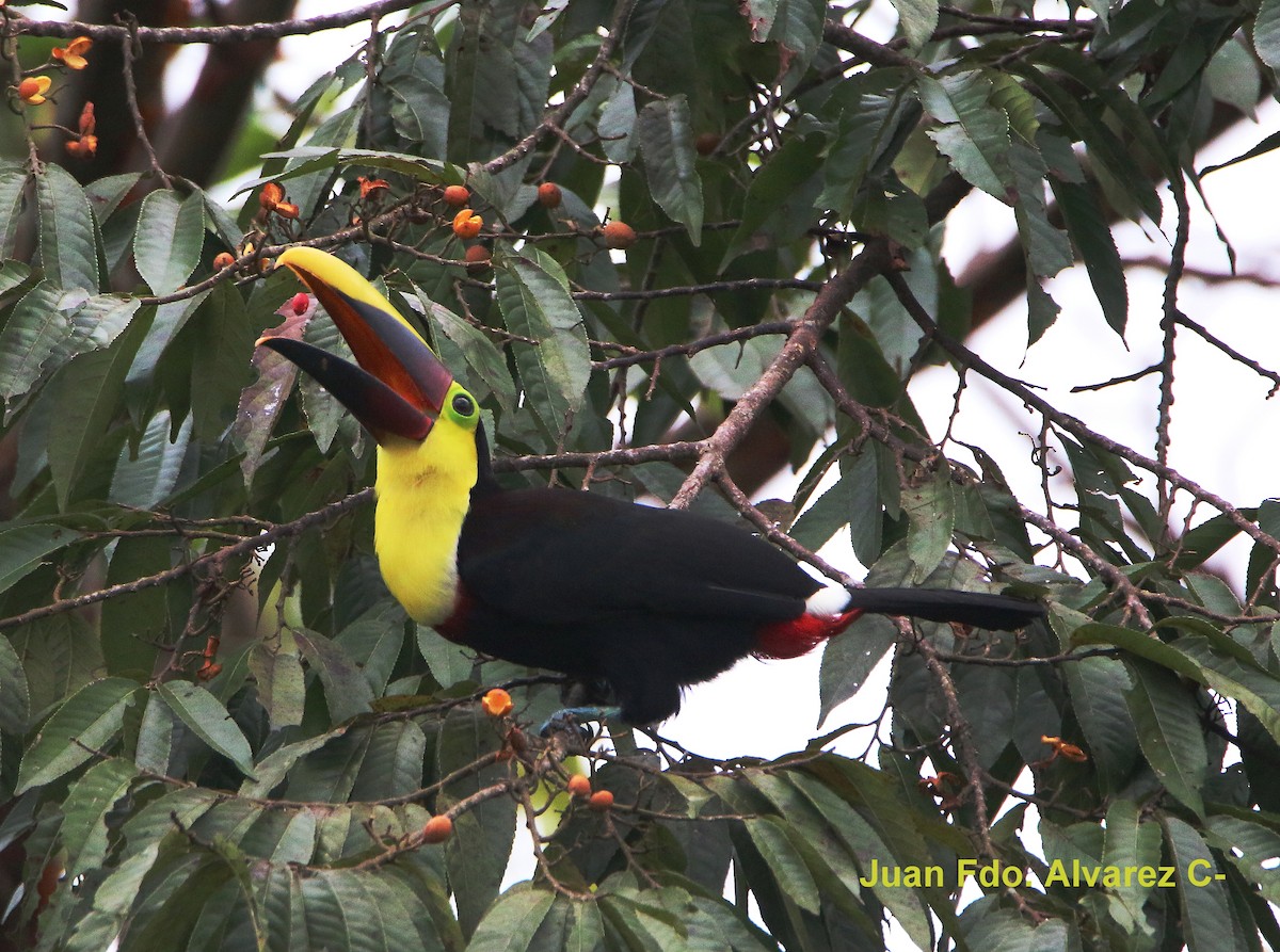 Yellow-throated Toucan (Chestnut-mandibled) - ML204233431