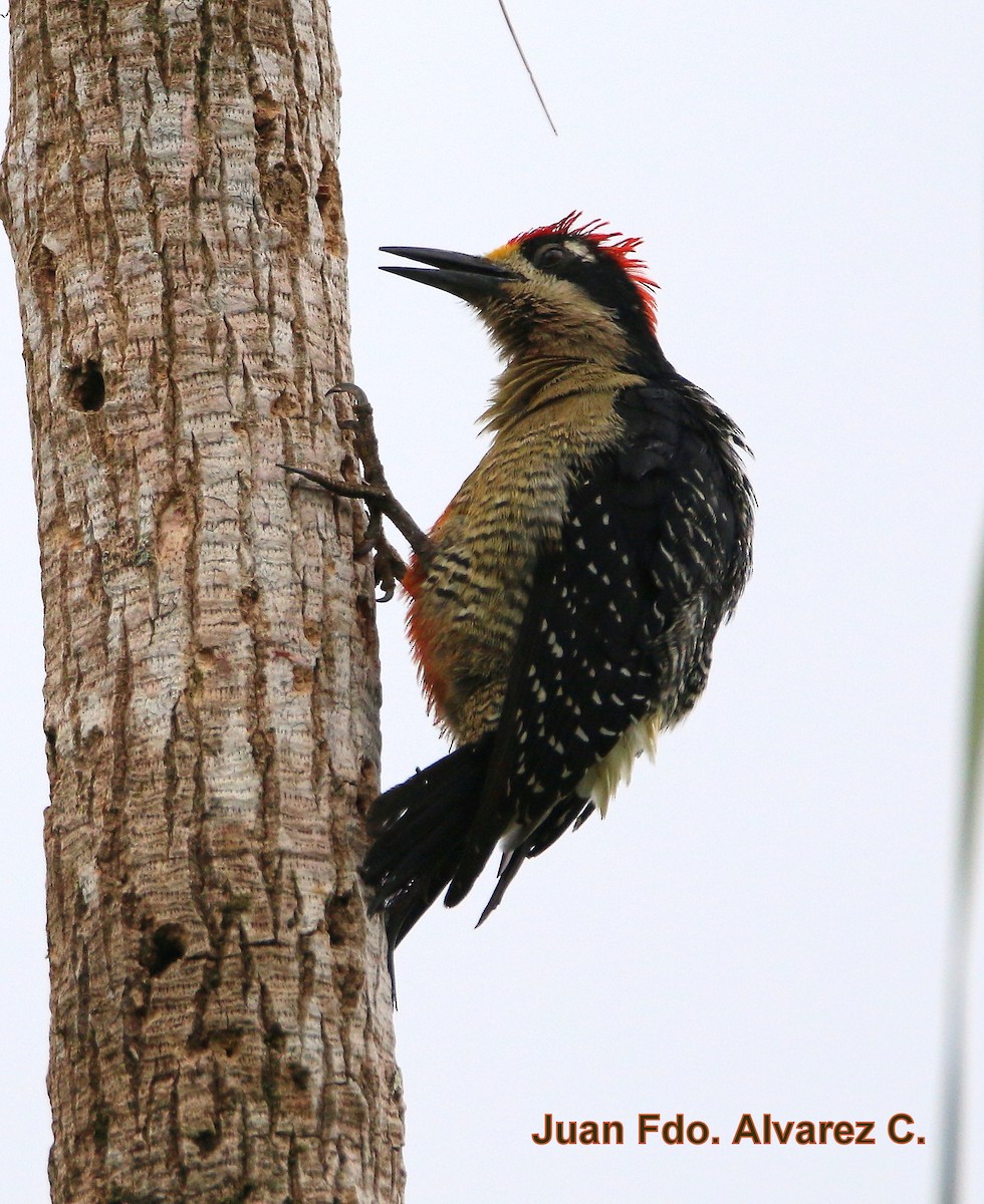 Black-cheeked Woodpecker - JUAN FERNANDO ALVAREZ CASTRO