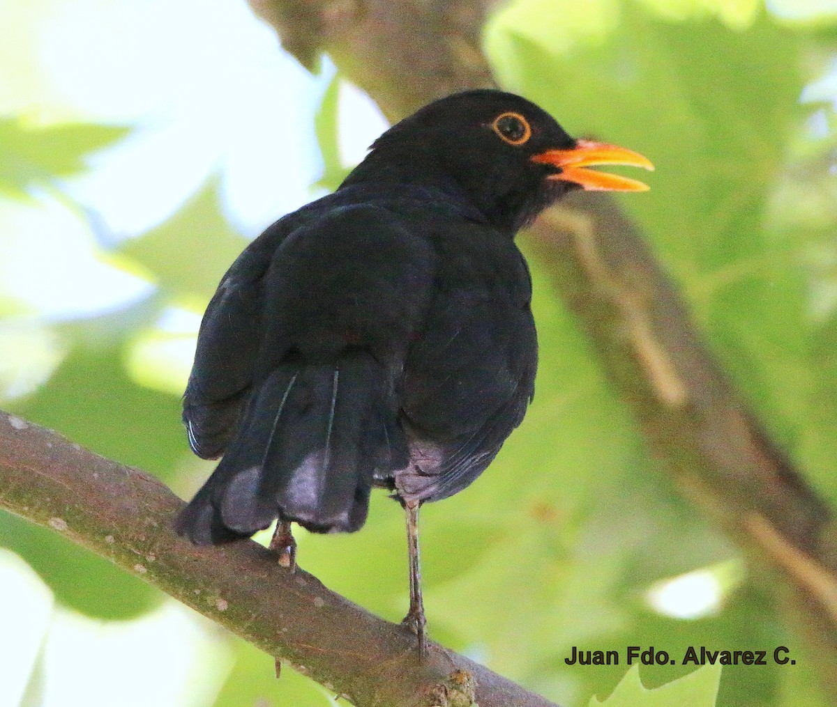 Eurasian Blackbird - JUAN FERNANDO ALVAREZ CASTRO
