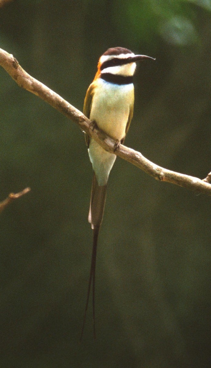 White-throated Bee-eater - Lorenzo Vinciguerra