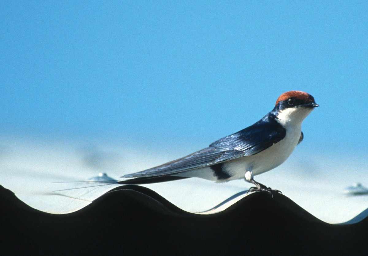 Wire-tailed Swallow - Lorenzo Vinciguerra