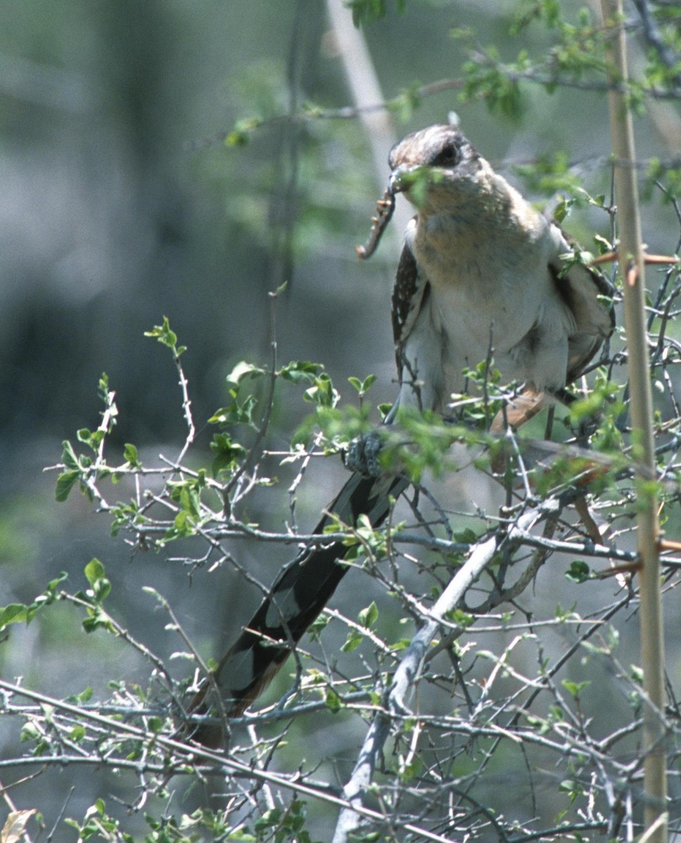Great Spotted Cuckoo - Lorenzo Vinciguerra