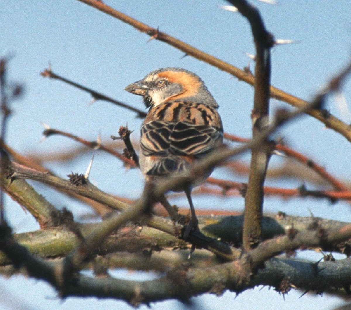 Kenya Rufous Sparrow - Lorenzo Vinciguerra