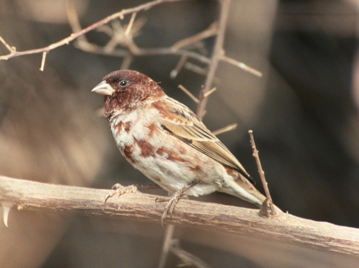 Chestnut Sparrow - Lorenzo Vinciguerra