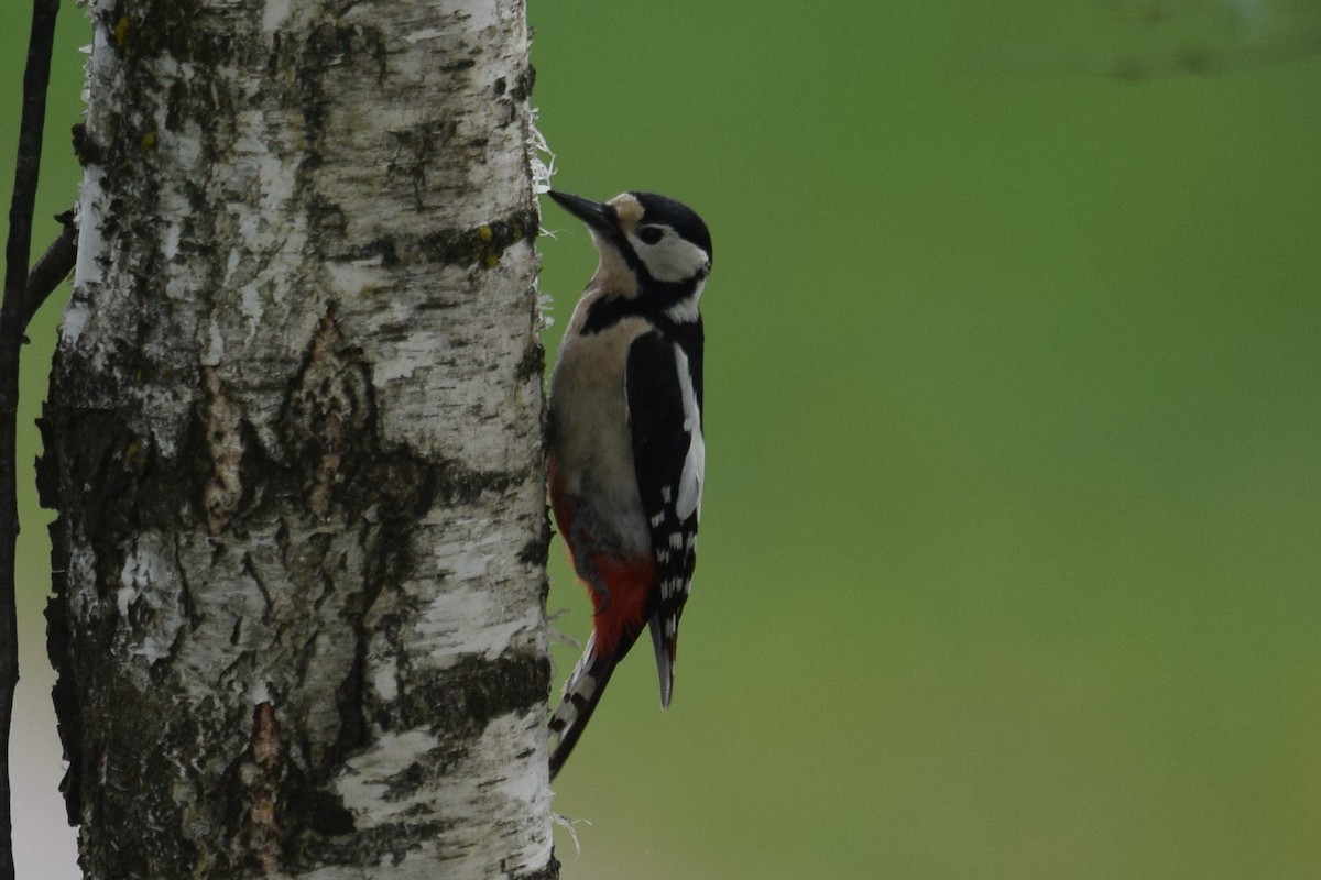 Great Spotted Woodpecker (Great Spotted) - Lorenzo Vinciguerra