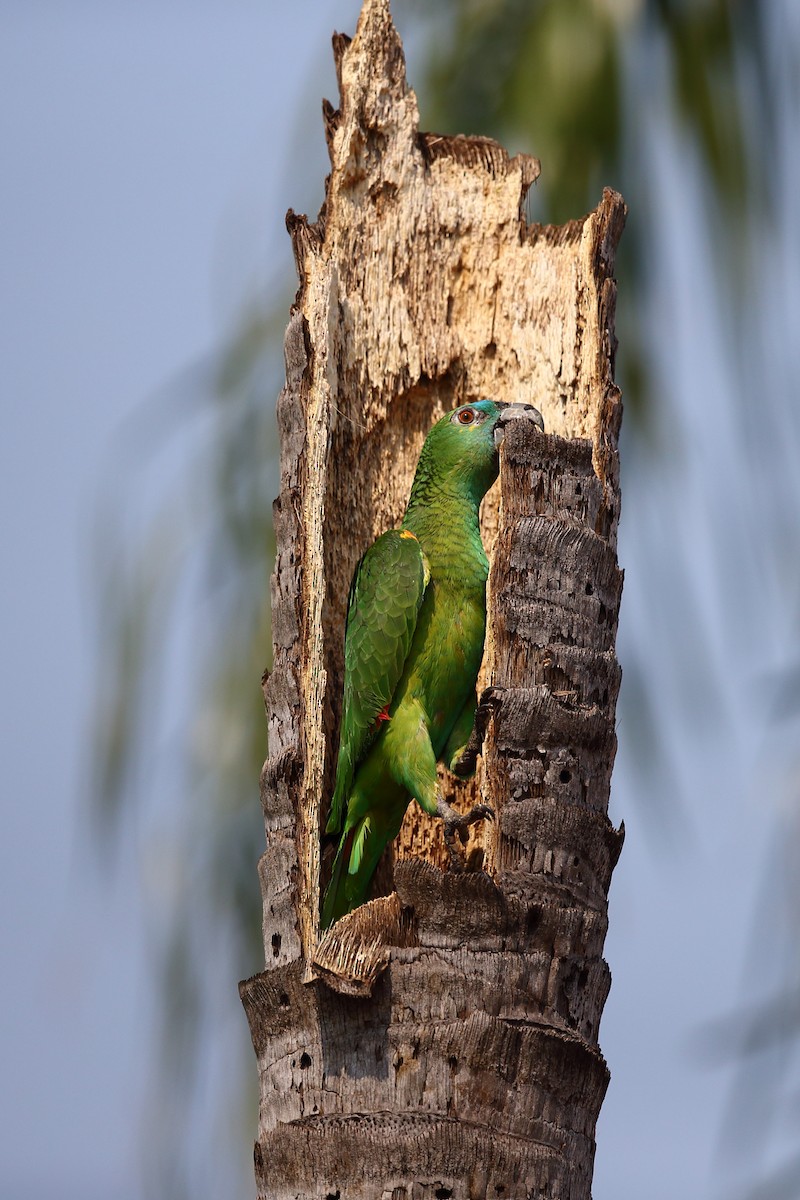 Turquoise-fronted Parrot - Josef Widmer