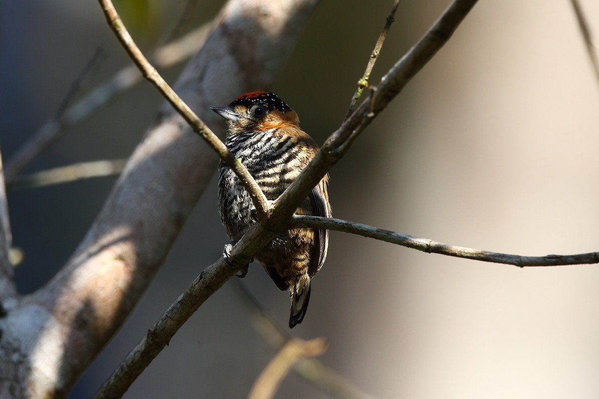 Ochre-collared Piculet - ML204234341
